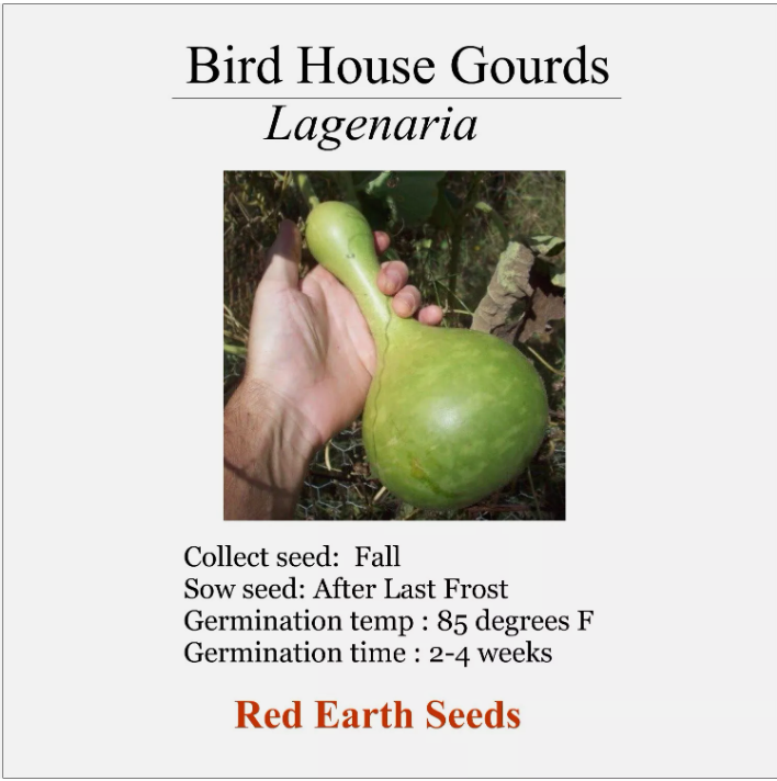 Large Bird House Gourd - 20 seeds - Lagenaria