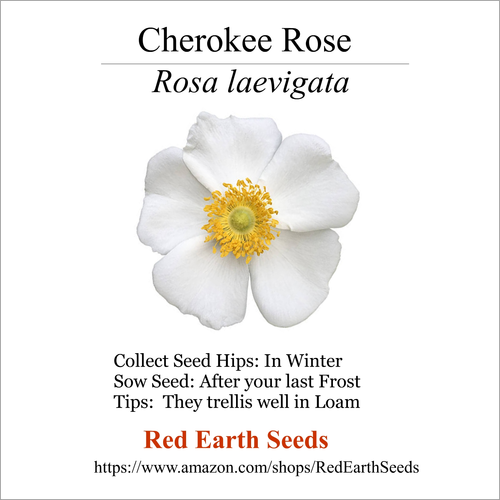 Cherokee Rose