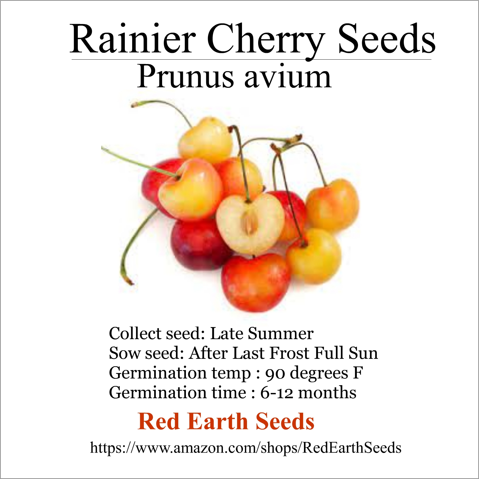 Rainier Cherry - 5 Seeds - Prunus avium