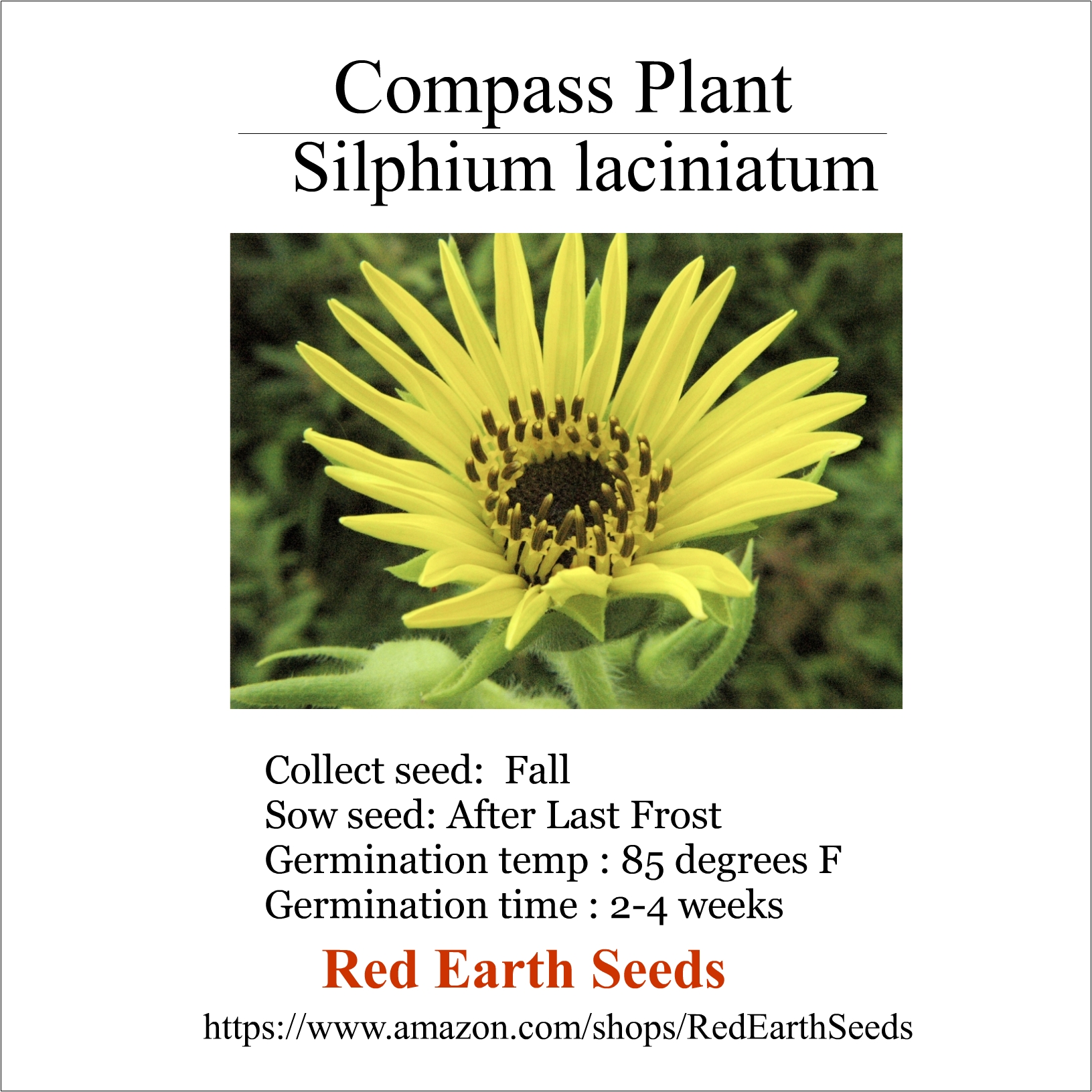 Compass Plant - 20 seeds - Silphium laciniatum