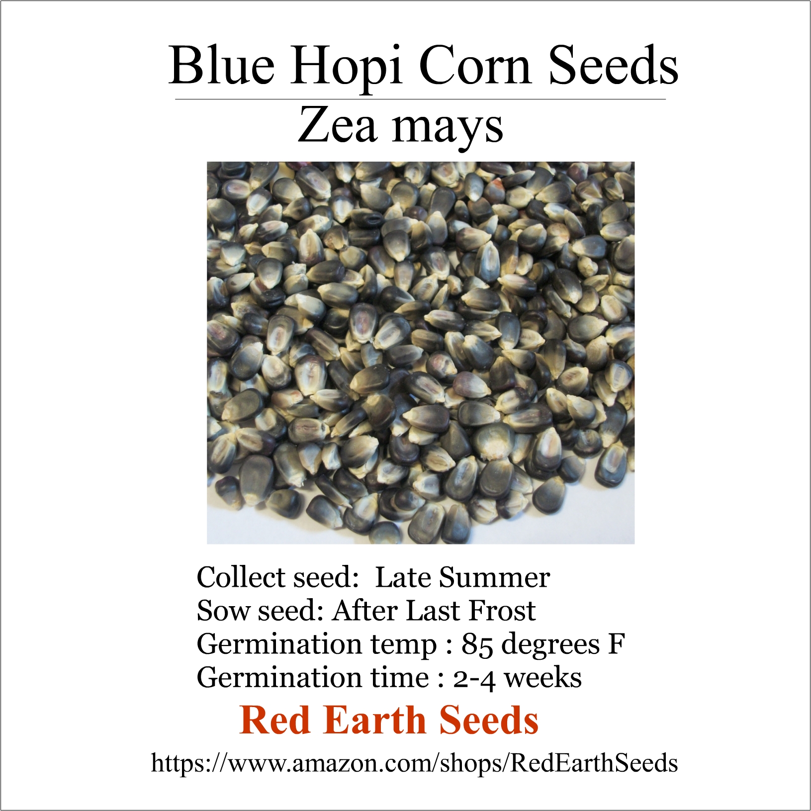 Hopi Blue Corn -20 kernels- Zea mays