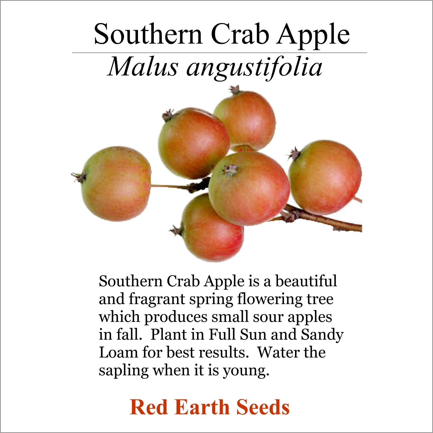 Southern Crab Apple - 20 seeds - Malus angustifolia