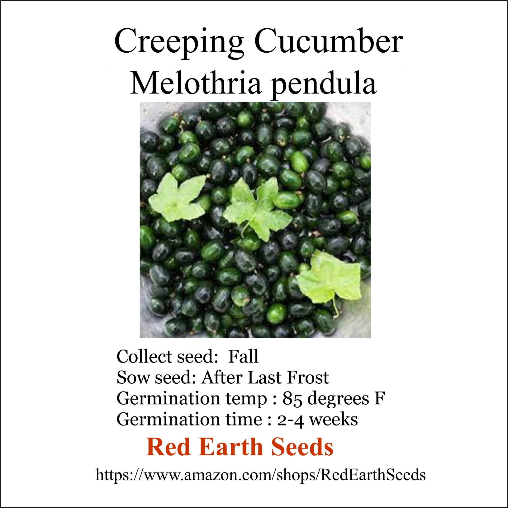 Creeping Cucumber - 20 seeds - Melothria pendula