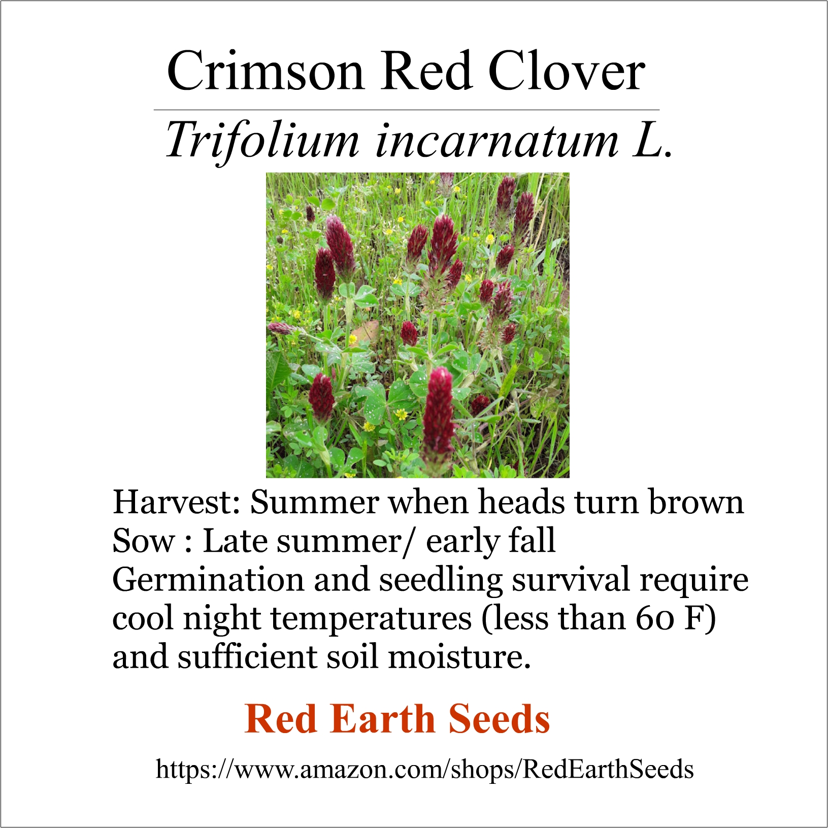 Red Crimson Clover - 2 seed heads - Trifolium incarnatum