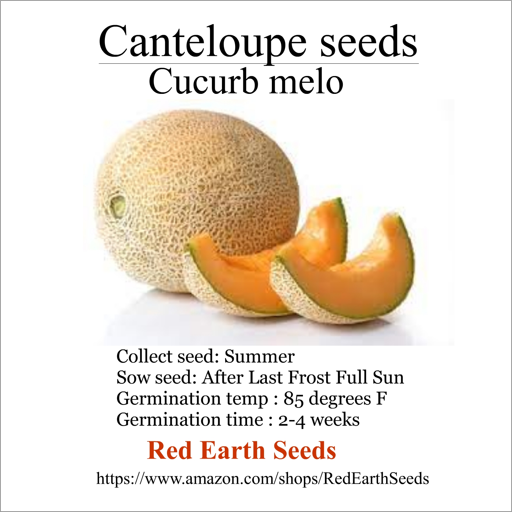 Canteloupe - 20 seeds - Cucurb melo