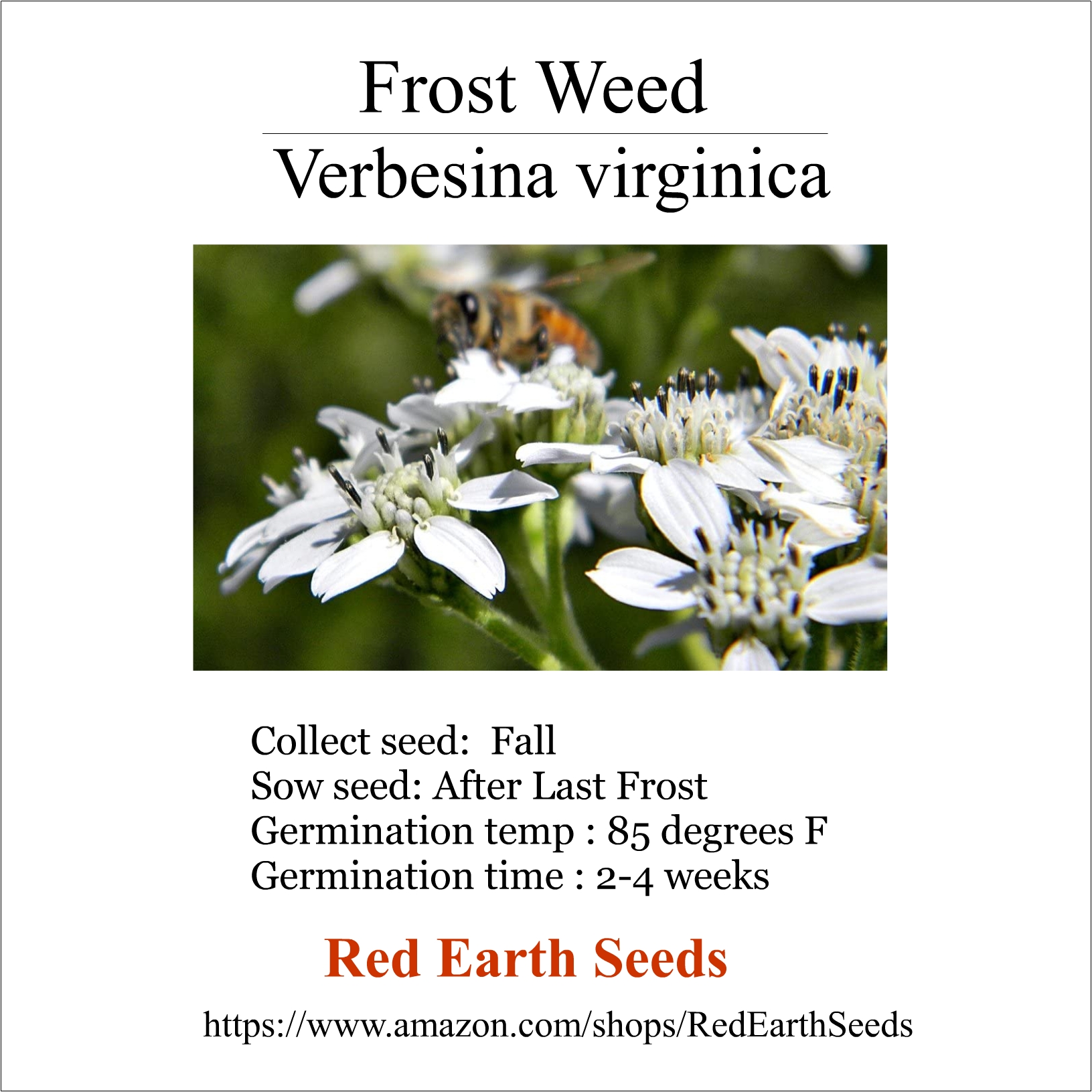 Frost Weed - 10 seed heads - Verbesina virginica