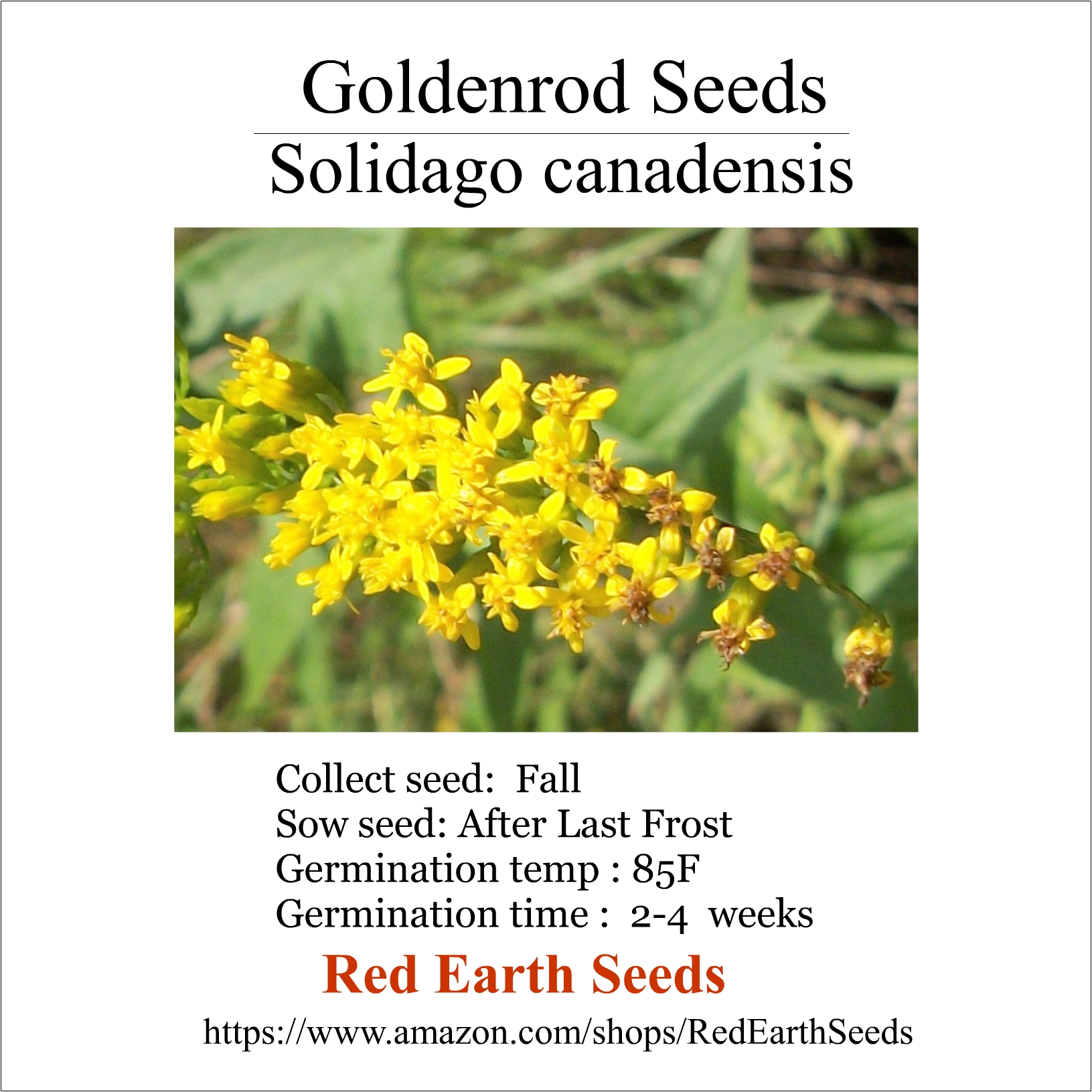 Golden Rod - 100 seeds - Solidago canadensis