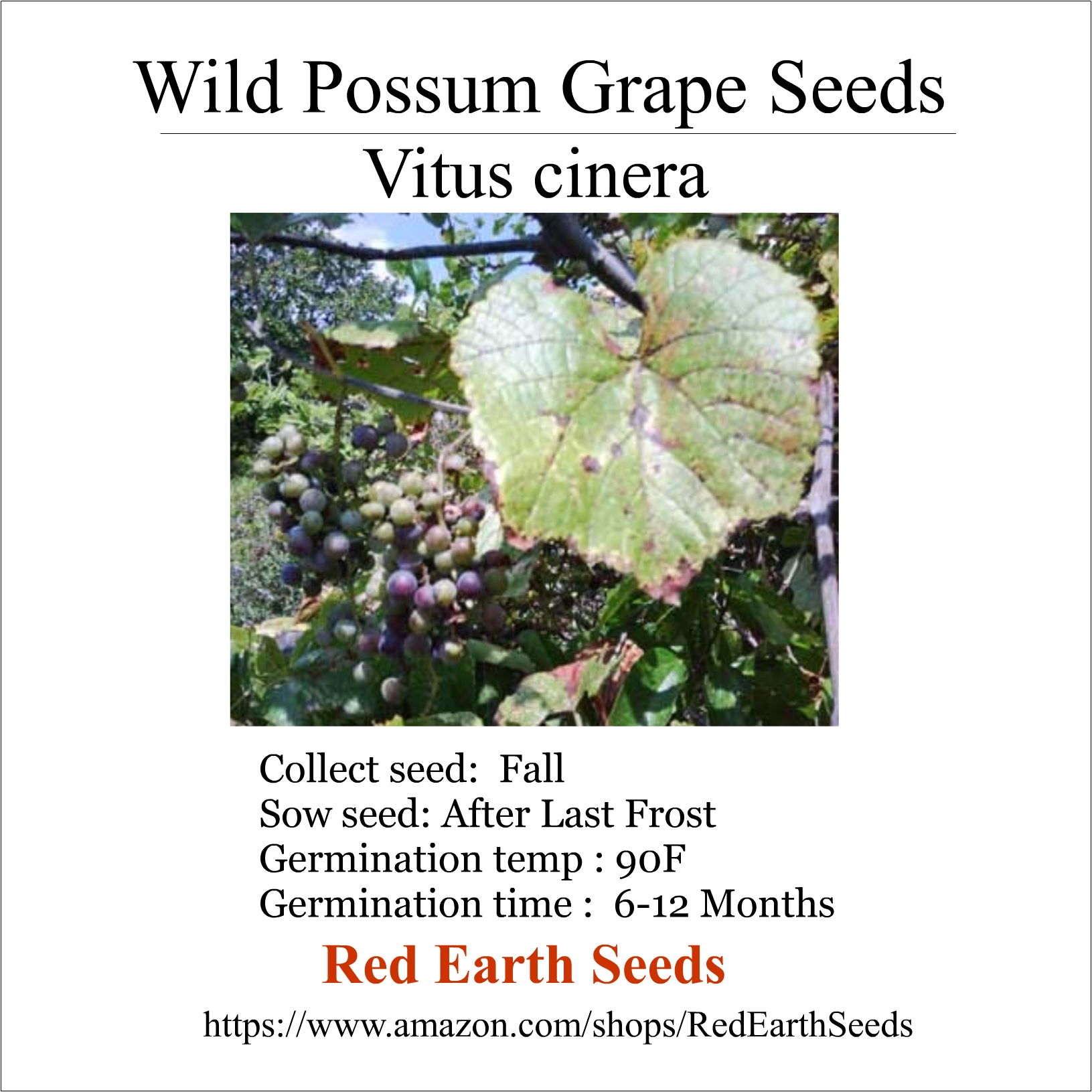 Native Possum Grape - 10 seeds - Vitis cinerea