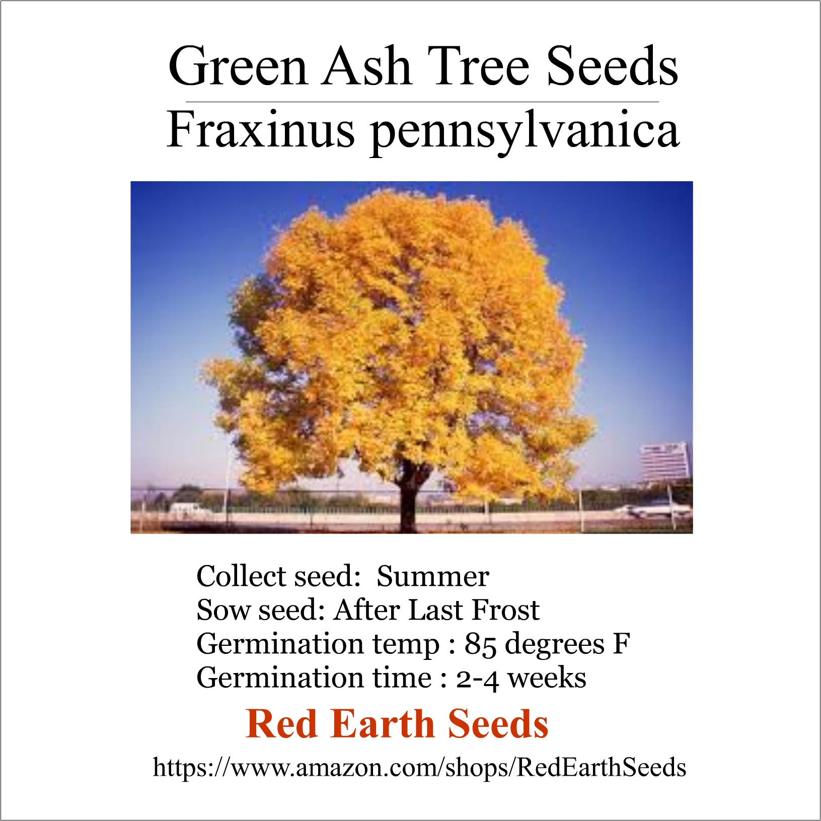 Green Ash Tree - 20 Seeds - Fraxinus pennsylvanica