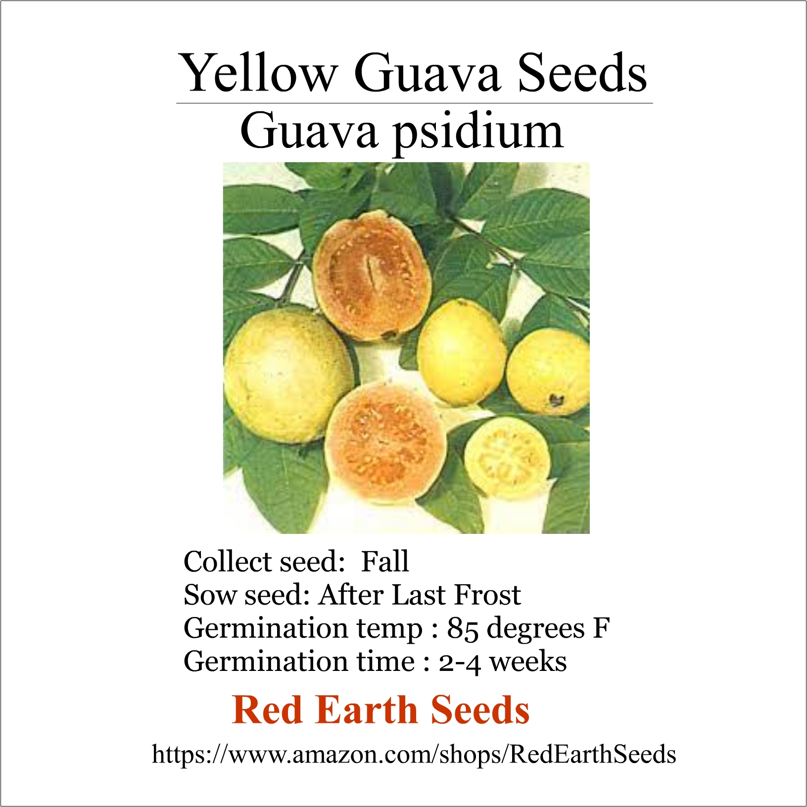 Guava Tree - seeds 40 - Guava psidium