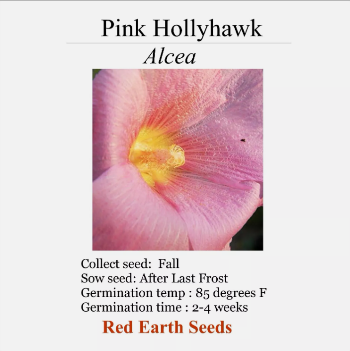 Pink Hollyhock - 20 seeds - Alcea