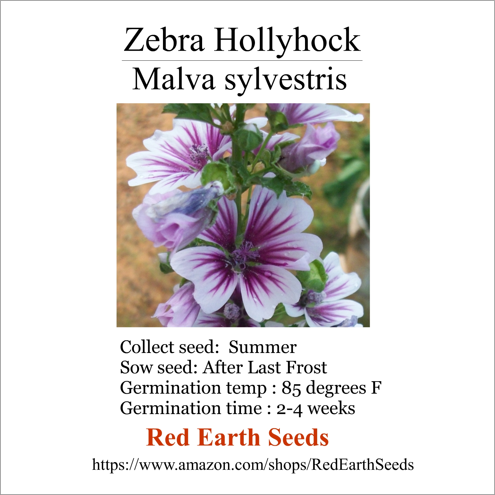 Zebra Hollyhock - 20 seeds - Malva sylvestris