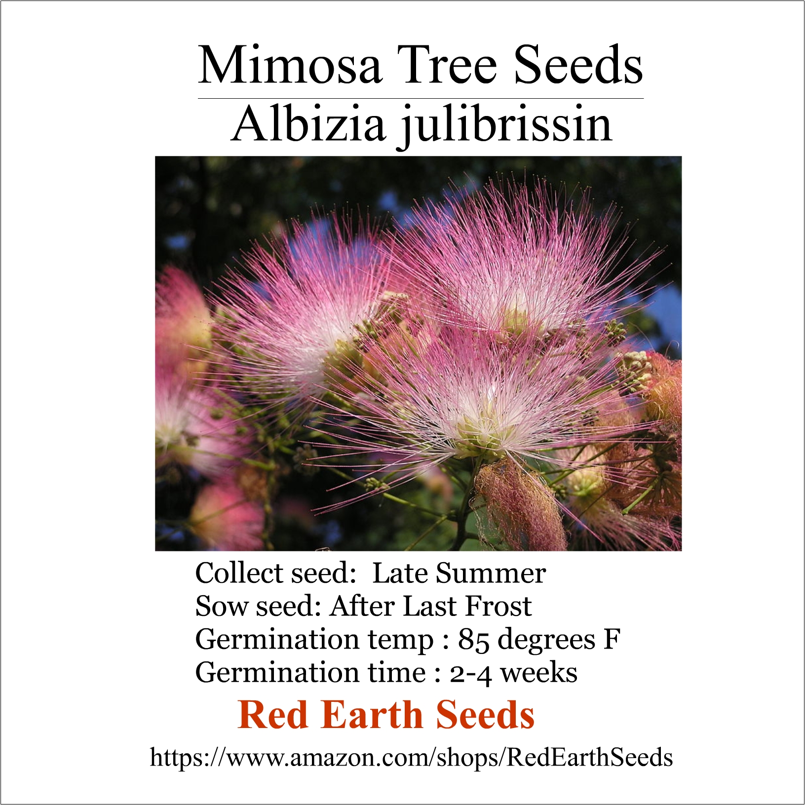 Mimosa Tree - 20 seeds- Albizia julibrissin