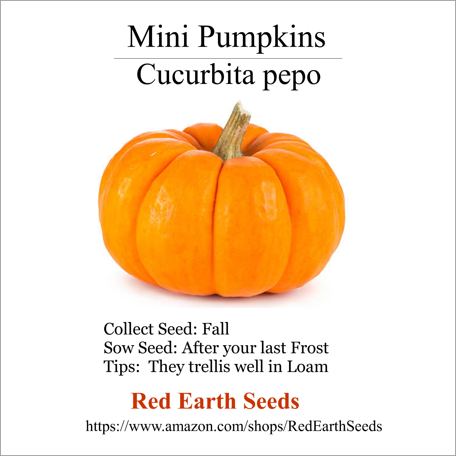 Cucurbita Pepo - Mini Pumpkin 20 Seeds