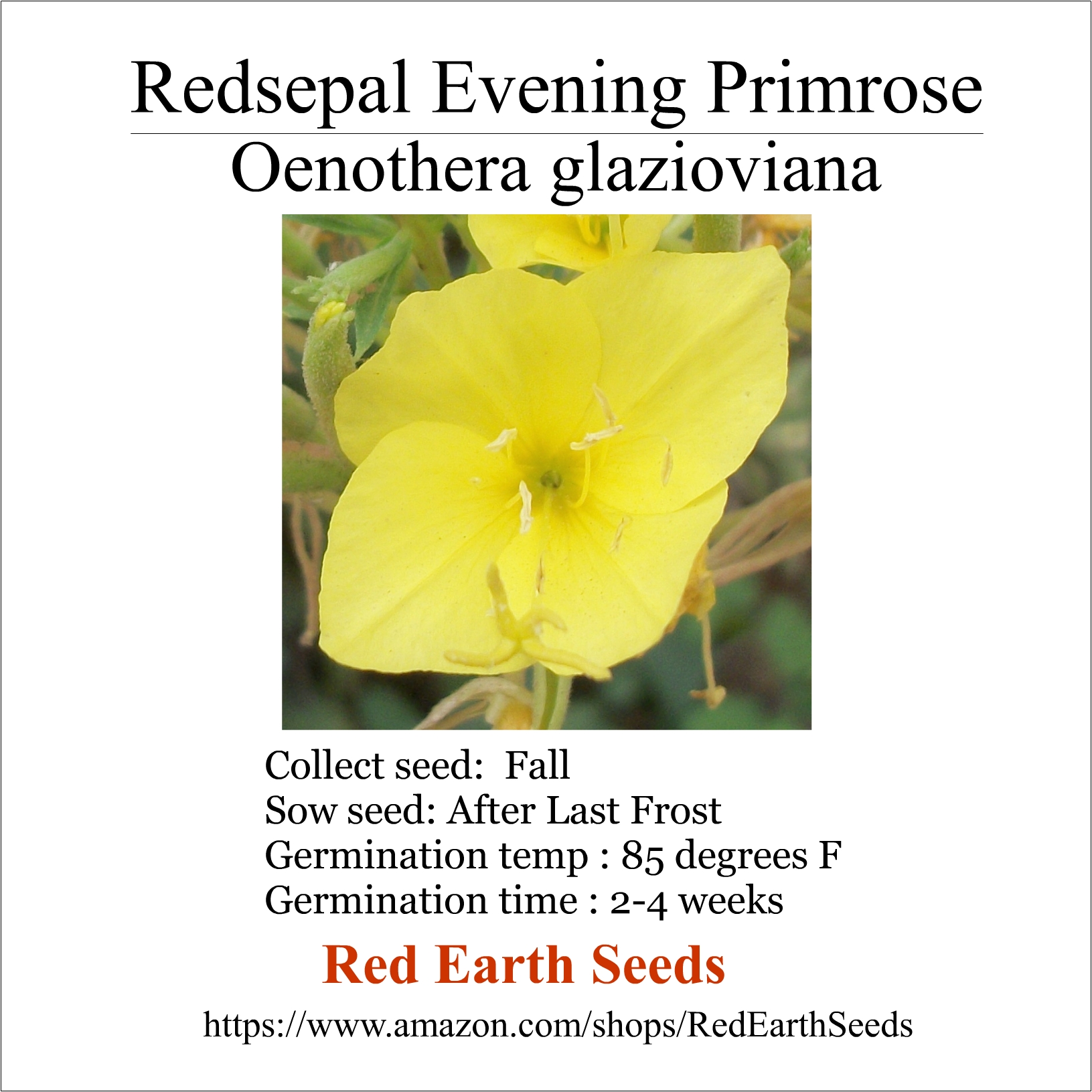 Redsepal Evening Primrose - 10 Seed pods - Oenothera glazioviana