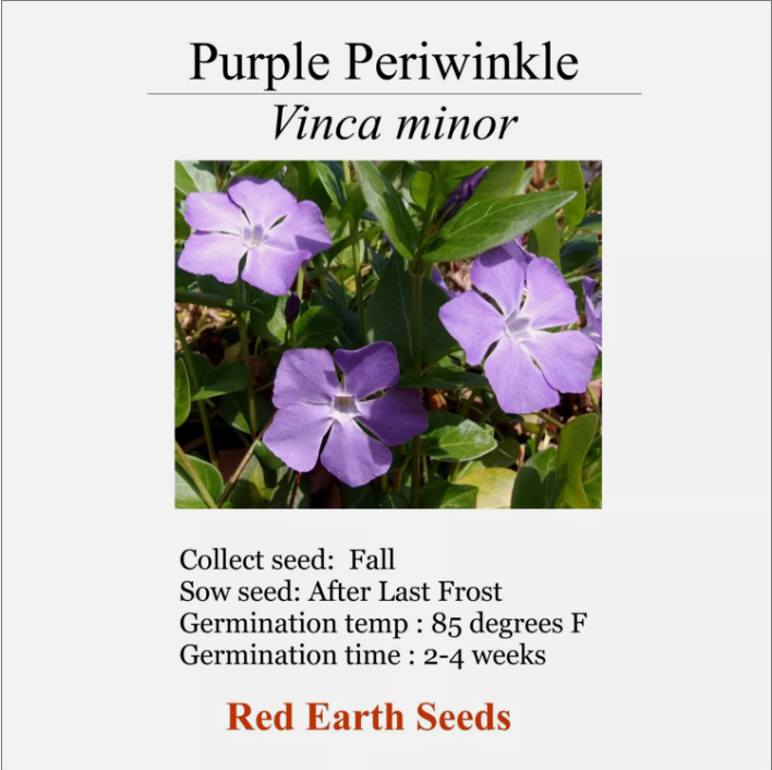 Purple Periwinkle - 2 Live Starts - Vinca minor