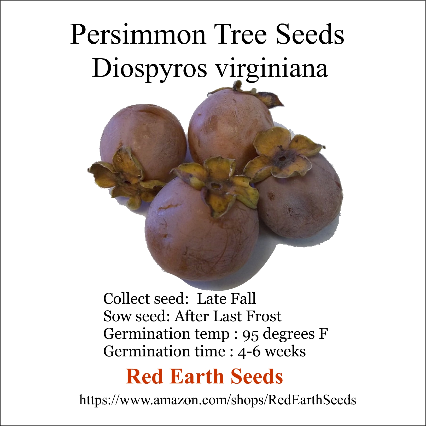 Persimmon Tree - 10 seeds - Diospyros virginiana