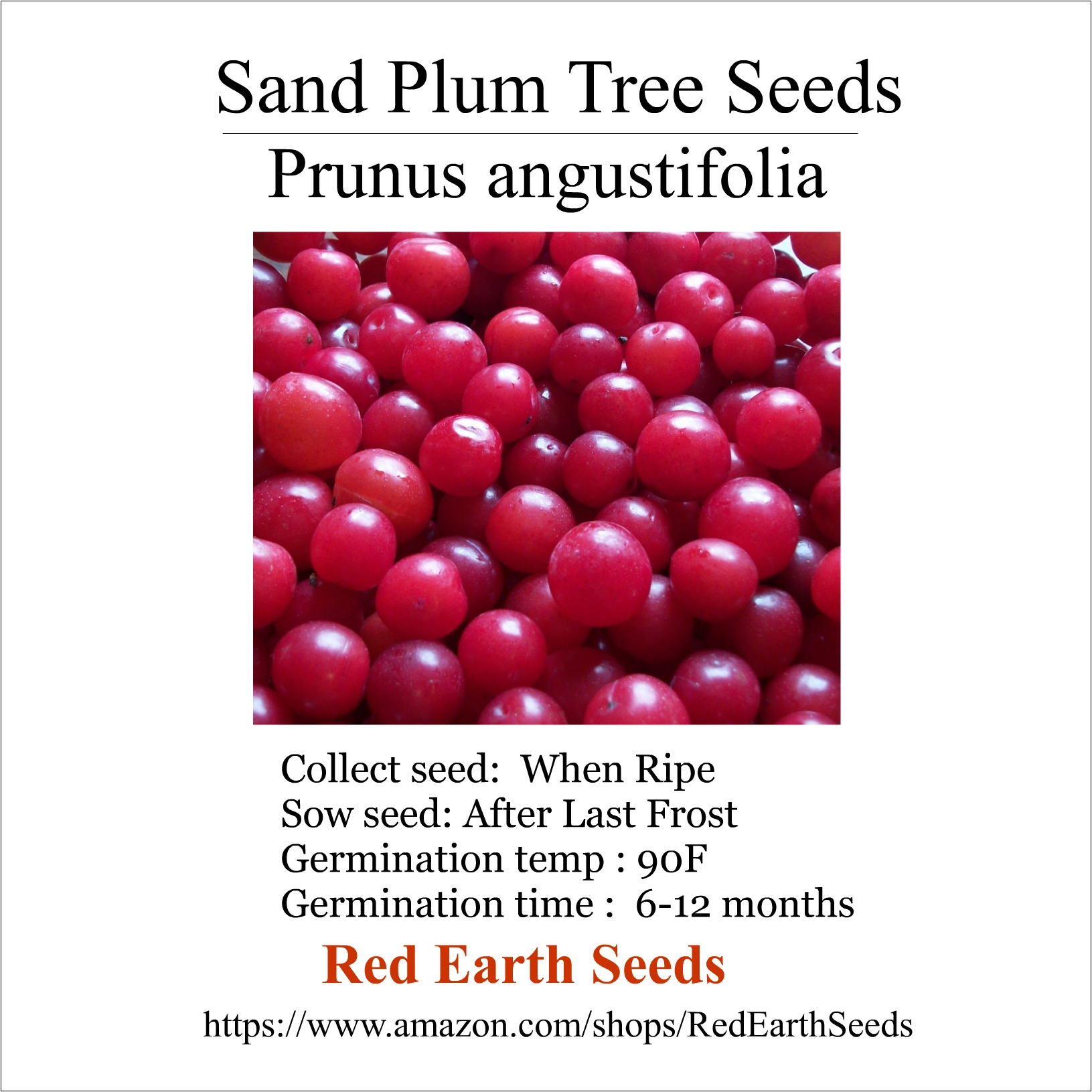 Native Sand Plum - 5 Seeds - Prunus angustifolia