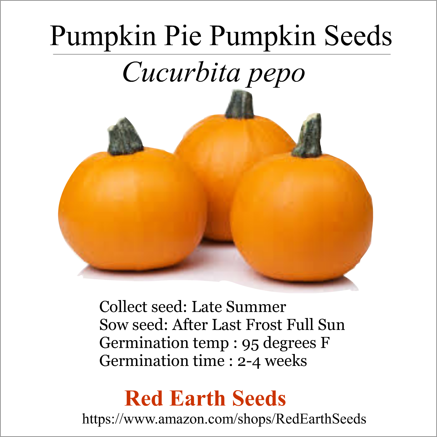 Cucurbita Pepo - 10 seeds - Pumpkin Pie Pumpkin