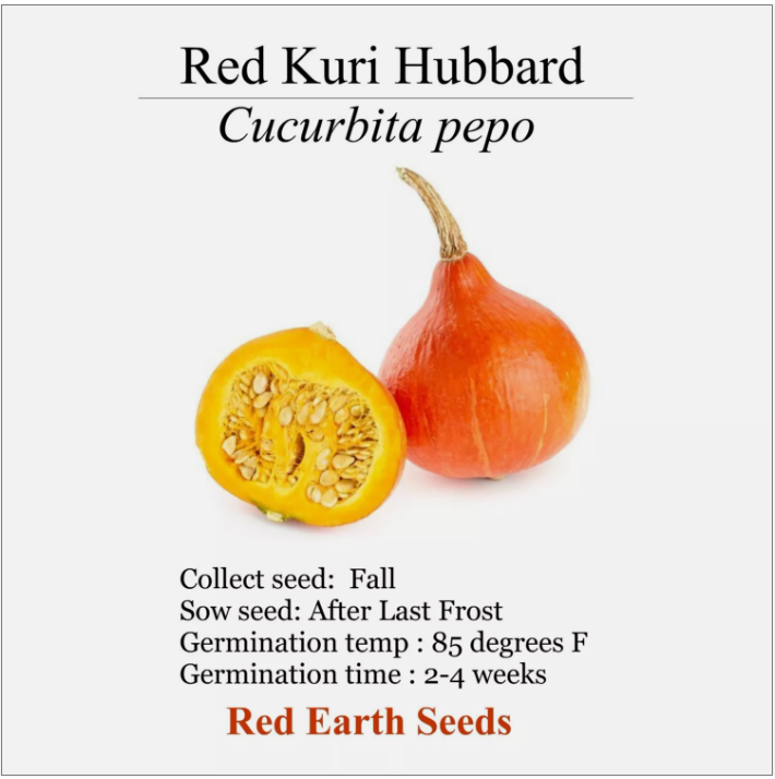 Red Kuri Hubbard Squash - 20 seeds - Cucurbita pepo