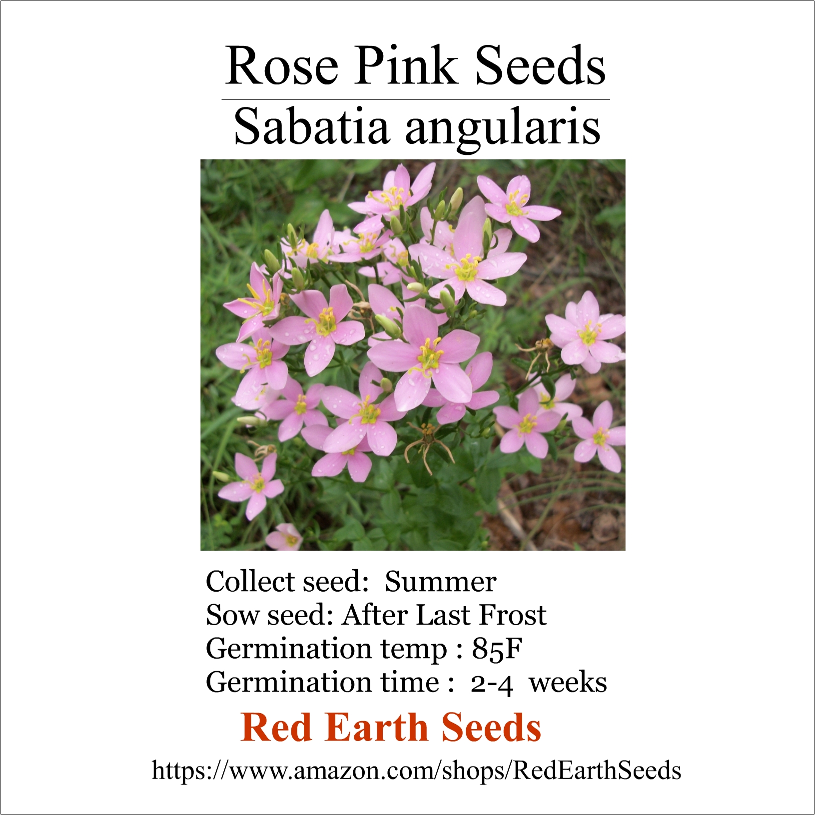 Gentian Rose Pink - Seeds from 4 Pods - Sabatia angularis