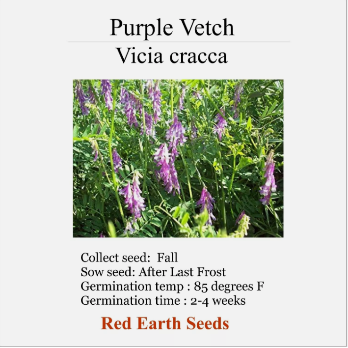 Purple Vetch - 100 seeds - Vicia cracca