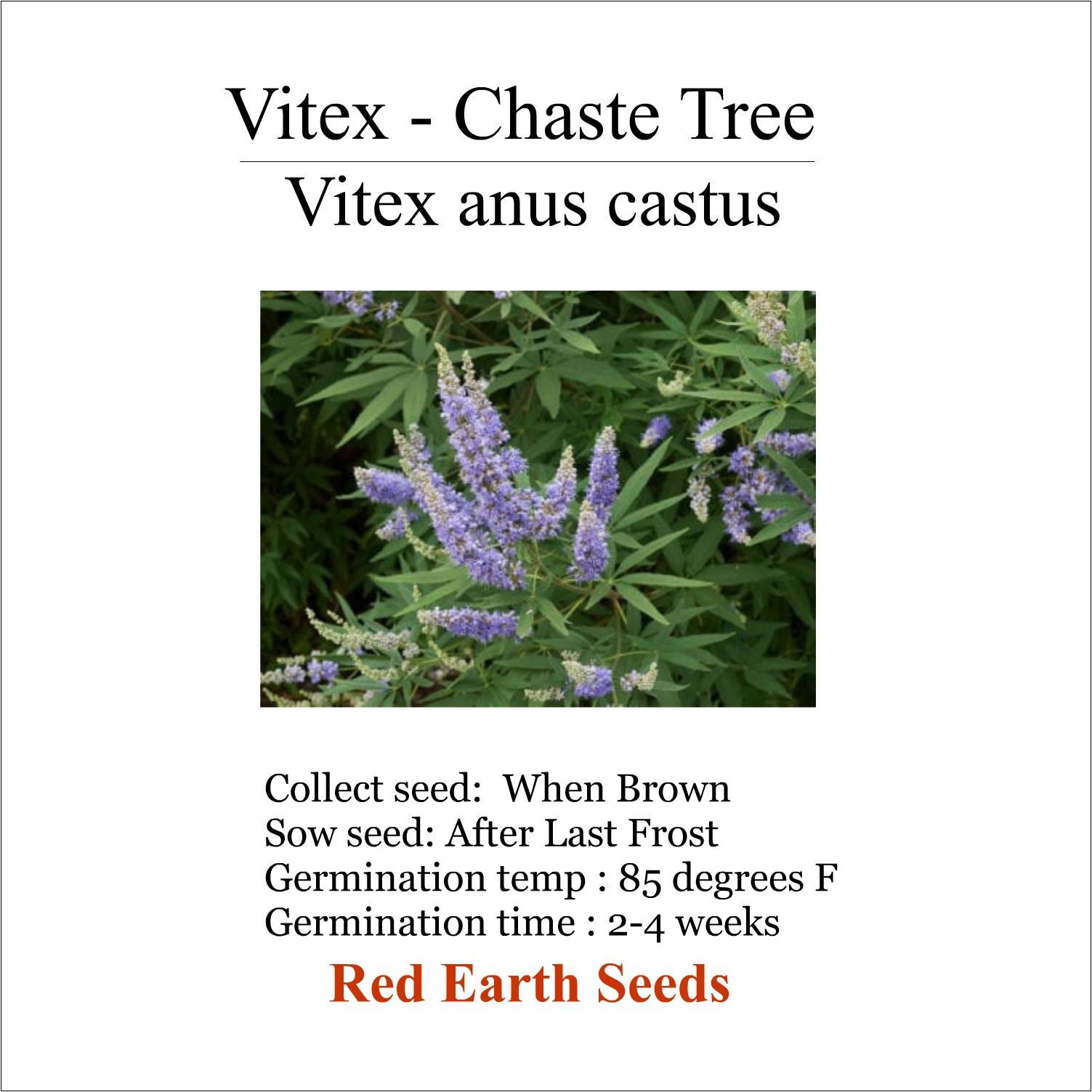 Vitex