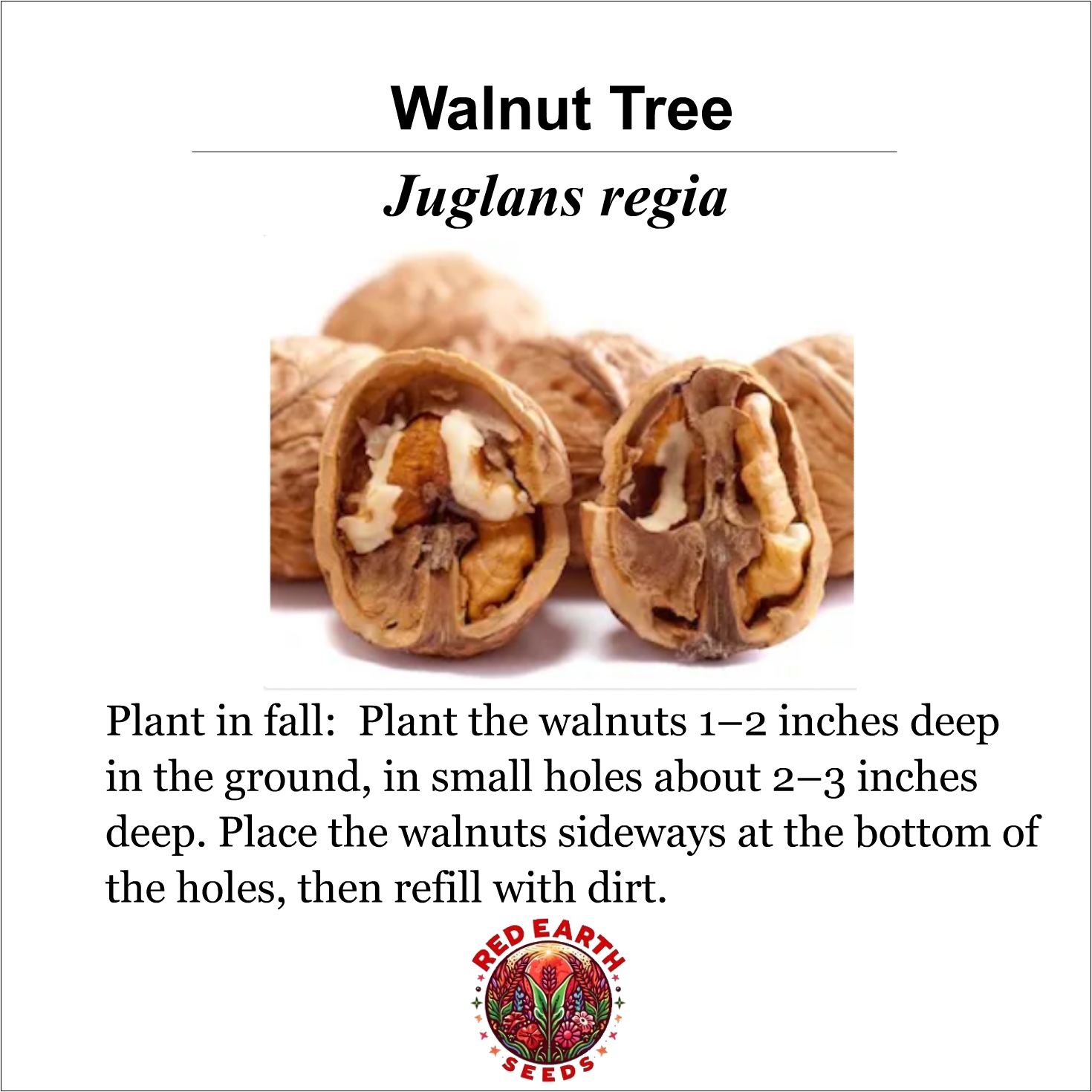 Walnut Tree - 5 Seeds - Juglans regia