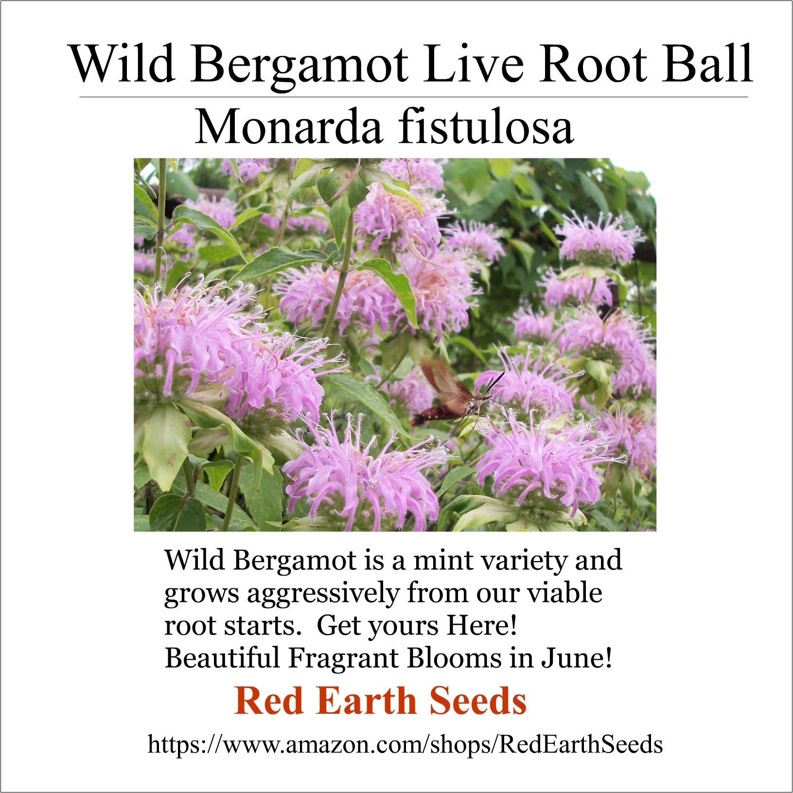 Wild Bergamot - Live Root Ball - Monarda fistulosa