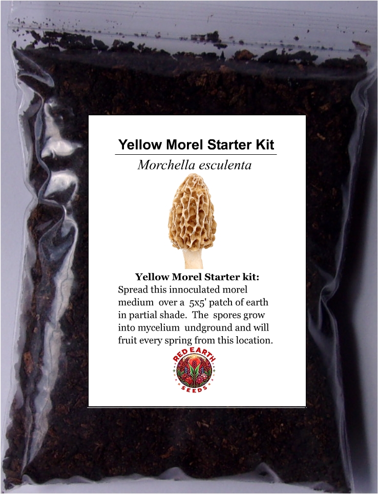 Yellow Morel - Morchella esculenta - Starter Kit